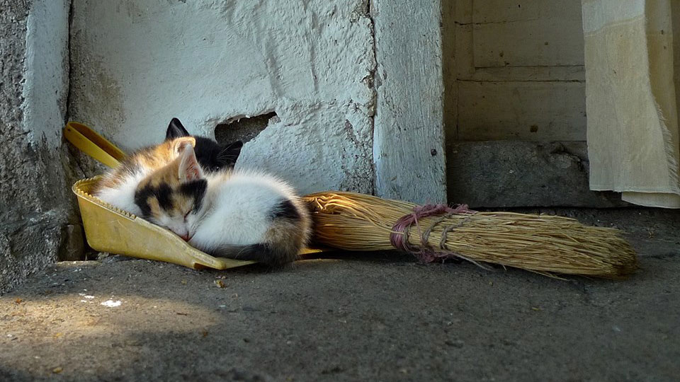 Foto: Predrag Trokicić